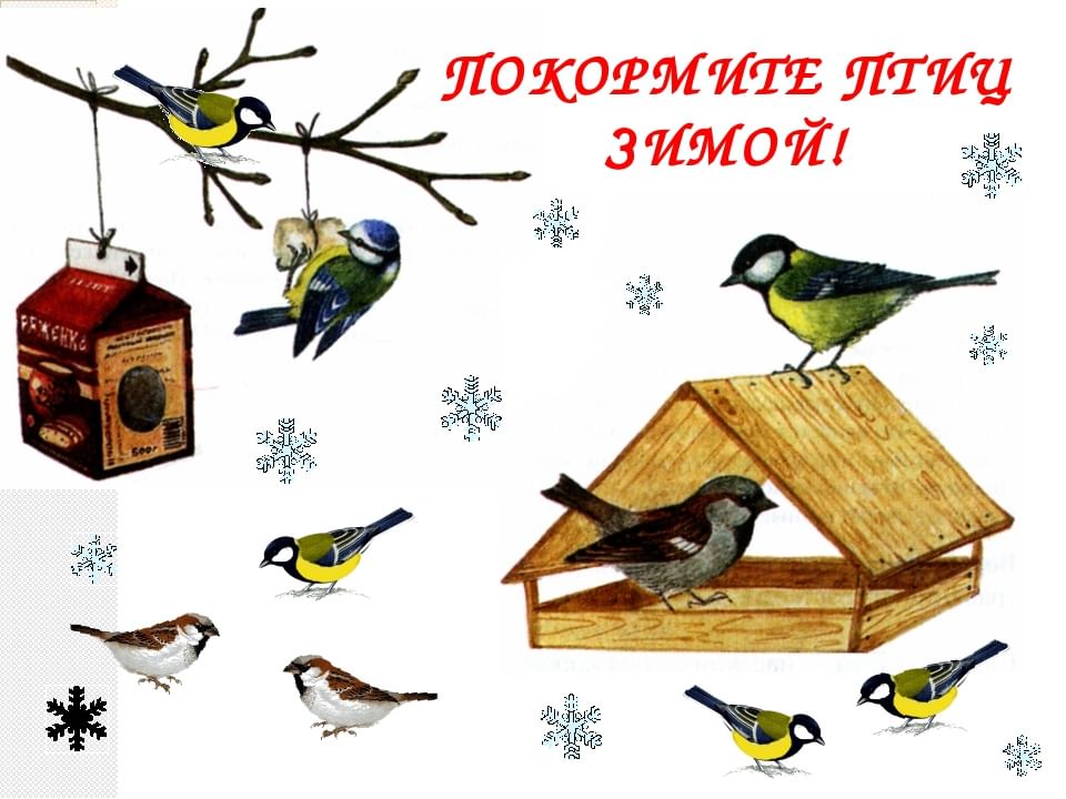 накорми птиц зимойimage001